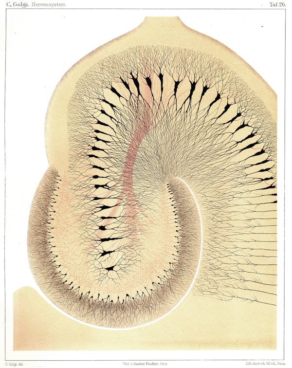 Camillo Golgi nervous system illustration